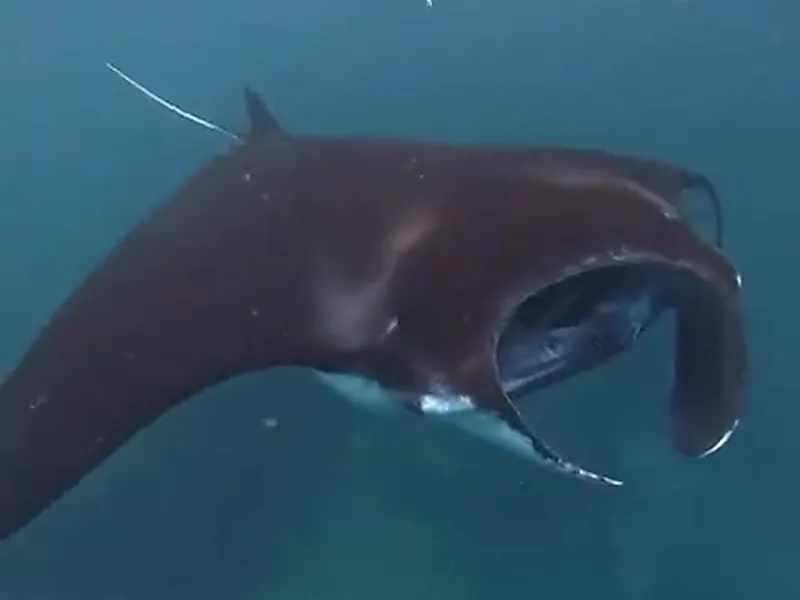 Wild manta ray filmed by our guests while snorkeling at Manta Bay